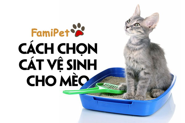 Bạn sẽ biết cách chọn cát vệ sinh cho mèo sau khi đọc bài viết sau!