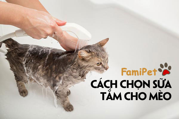 Cách chọn sữa tắm cho mèo đơn giản ai cũng làm được!