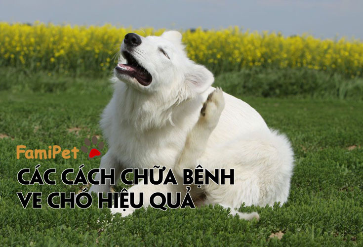 Tìm hiểu các cách chữa bệnh ve chó cực hiệu quả!!