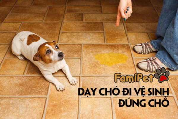 Cách dạy chó đi vệ sinh đúng chỗ hiệu quả nhất!