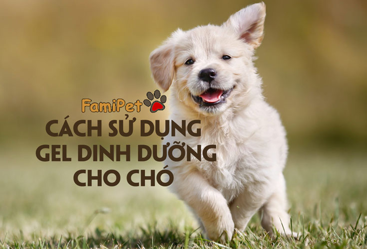 Cách sử dụng gel dinh dưỡng cho chó đem lại hiệu quả rõ rệt