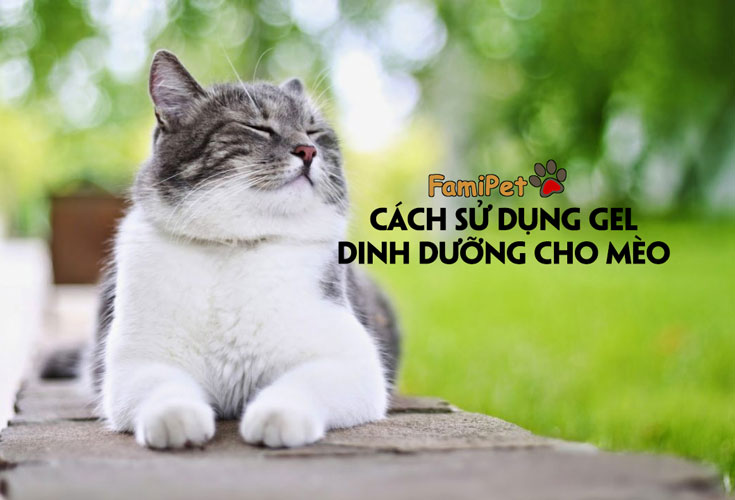 Bạn nghĩ bạn đã biết cách sử dụng gel dinh dưỡng cho mèo?