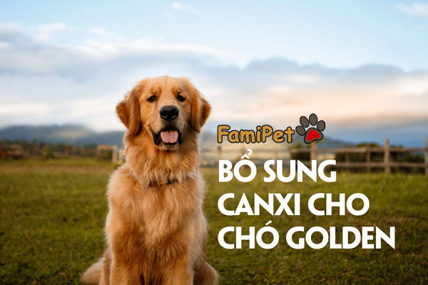 Canxi cho chó Golden: Bao nhiêu cho vừa?