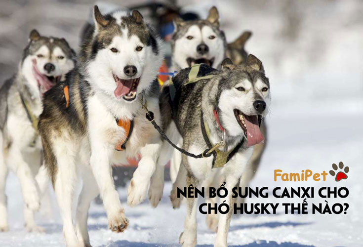 Canxi cho chó Husky cần thiết như thế nào?