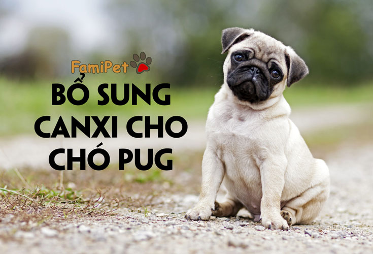 Tiết lộ loại thức ăn tốt nhất để bổ sung canxi cho chó Pug