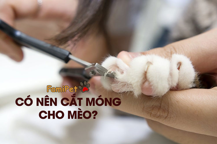 Cắt móng cho mèo: Cần làm hay cần tránh?