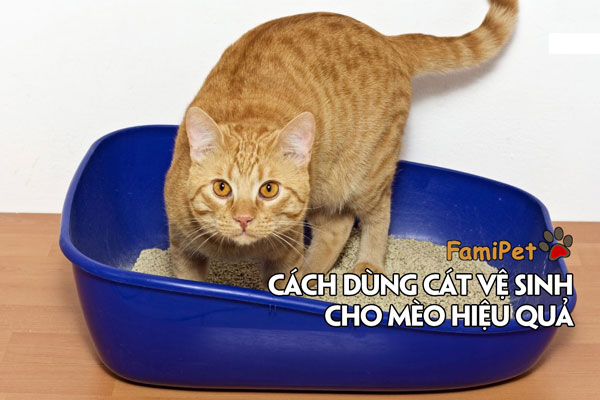 Cát vệ sinh cho mèo dùng thế nào mới hiệu quả?