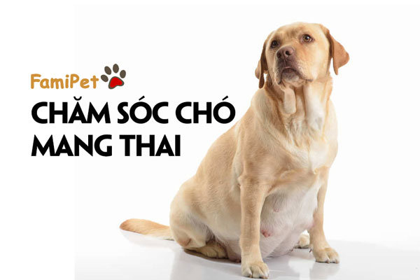 Chăm sóc chó mang thai tưởng dễ mà dễ thật!!