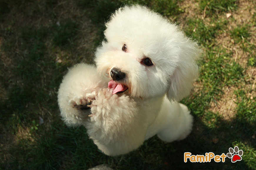 Chăm sóc cho Poodle như thế nào để cún luôn xinh đẹp và khỏe mạnh