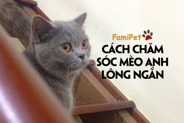 Chăm sóc mèo Anh lông ngắn vừa dễ vừa khó!