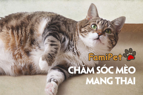 Chăm sóc mèo mang thai không khó như bạn nghĩ!