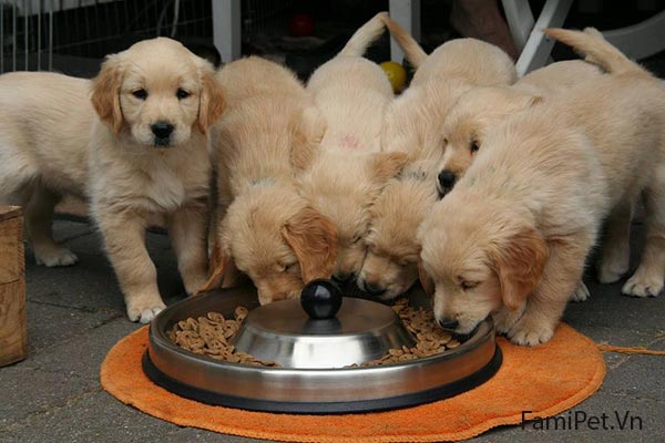 Chế độ ăn của chó Golden thế nào là tốt