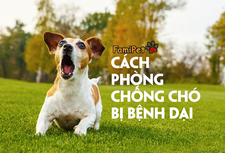 Chó bị bệnh dại: Cách nhận biết và phòng tránh!