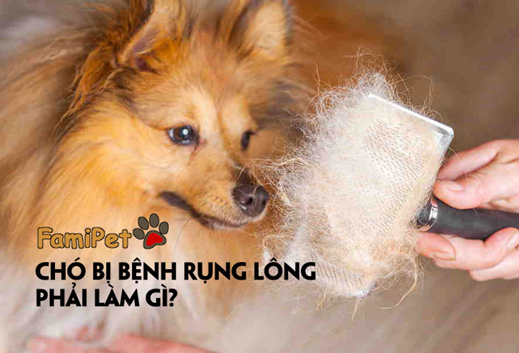 Chó bị bệnh rụng lông là do 