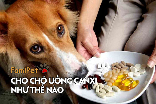 Cho chó uống canxi như thế nào dễ dàng nhất?