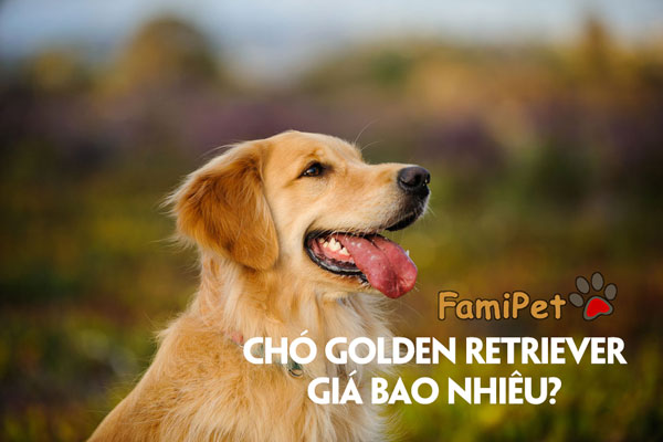 Chó Golden Retriever giá bao nhiêu hiện nay? Chăm sóc chó Golden cần gì?