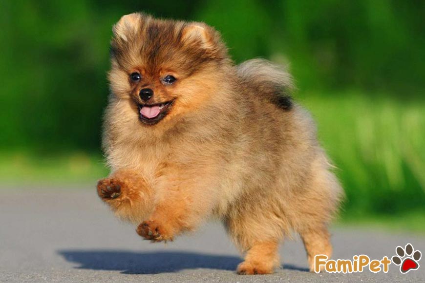 Chó Phốc ăn gì? Dinh dưỡng phát triển toàn diện cho chó Phốc Famipet.vn Chó Phốc Ăn Gì? Dinh Dưỡng Phát Triển Toàn Diện Cho Chó Phốc Famipet.Vn