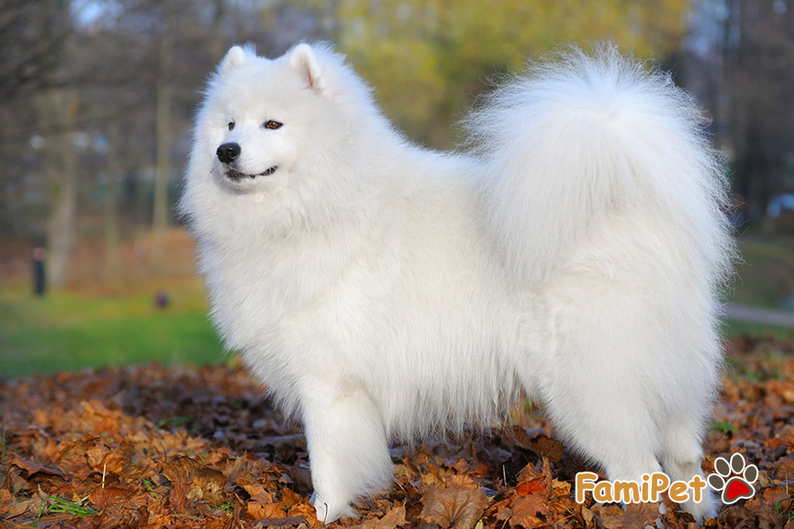 Chó Samoyed Ăn Gì? Cách cho chó Samoyed ăn hiệu quả