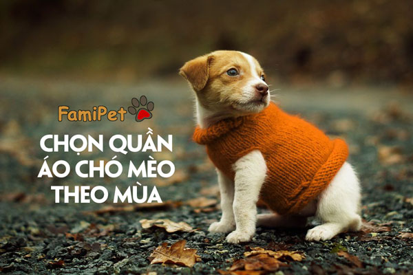 Chọn quần áo cho chó mèo theo kiểu 