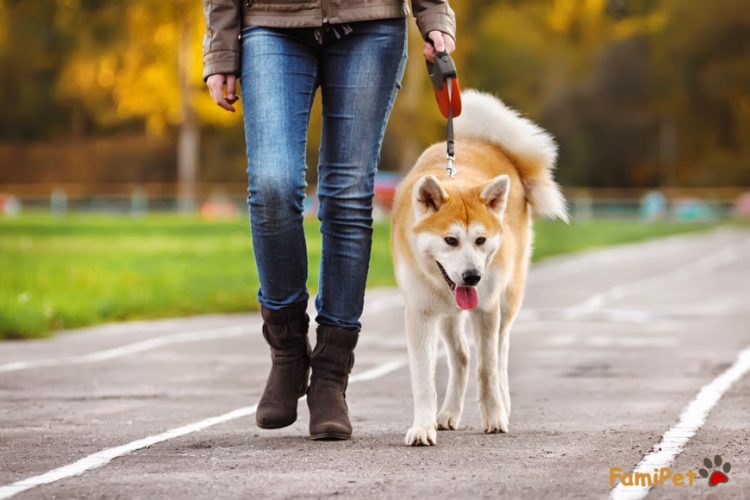 Bạn đã chọn lựa được loại dây dắt chó phù hợp cho cún cưng chưa?