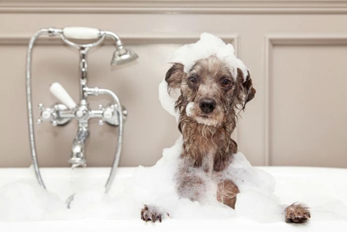 Cách tắm cho chó vào mùa đông