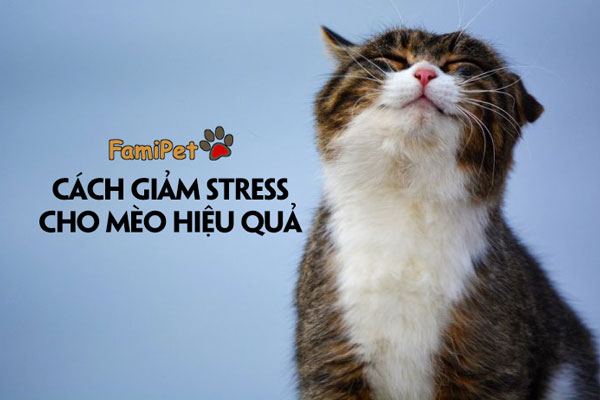 Giảm stress cho mèo có khó như bạn tưởng?