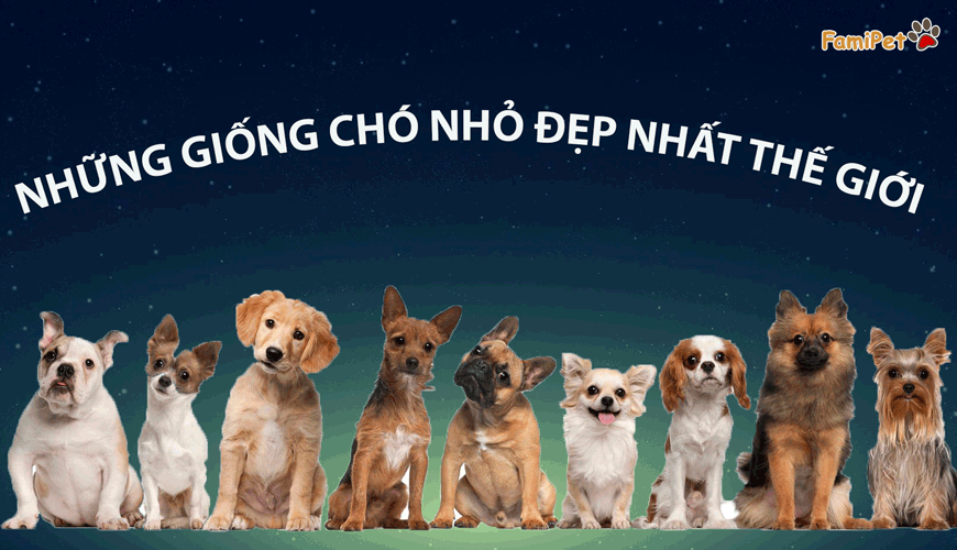 Điểm danh những giống chó nhỏ đẹp nhất thế giới