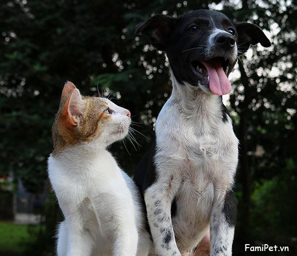 Cách để giúp chó và mèo sống hòa thuận