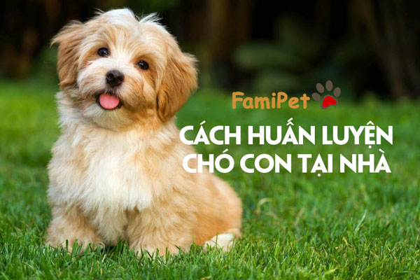 Huấn luyện chó con cực thành công bằng những bước cơ bản