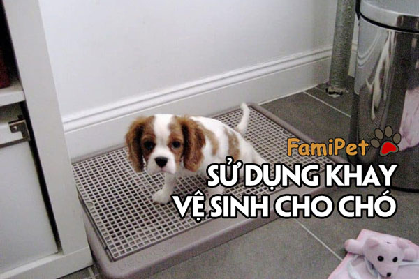 Khay vệ sinh cho chó và những bí kíp để sử dụng hiệu quả