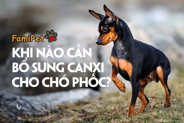 Khi nào mới cần bổ sung canxi cho chó Phốc?