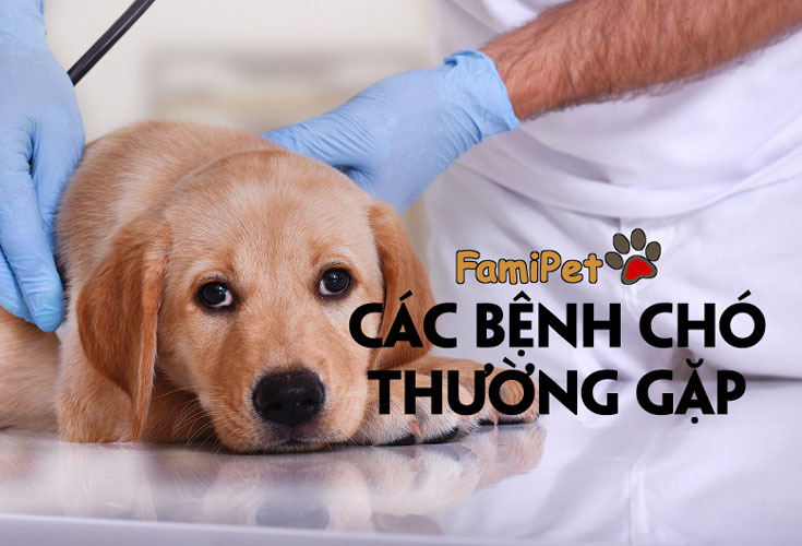 Liệt kê các bệnh chó thường gặp giúp 