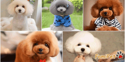 Lông máu chó Poodle là gì? Cạo đi hay giữ lại?