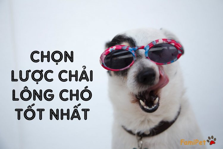 3 loại lược chải lông chó tốt nhất mà các 