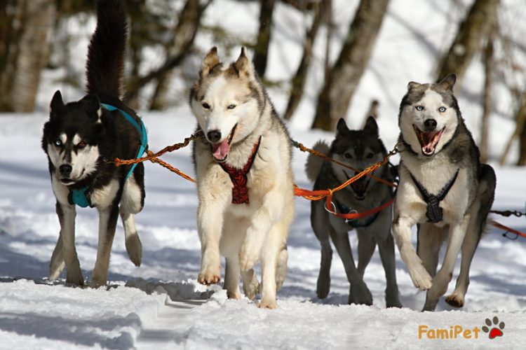 Cách chăm sóc và chọn lược chải lông cho chó Husky