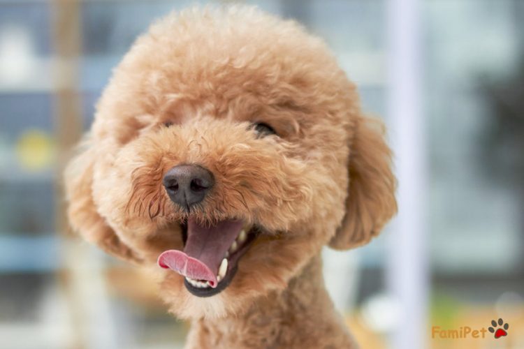 Lược chải lông cho chó Poodle: các 