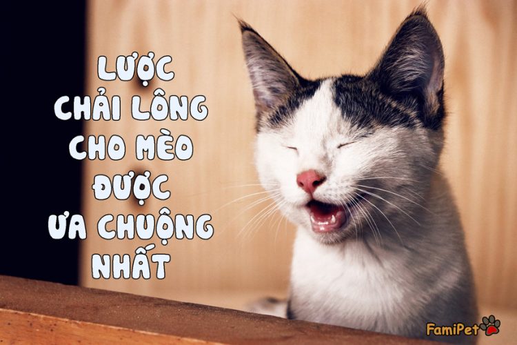 Tổng hợp những loại lược chải lông cho mèo được ưa chuộng nhất