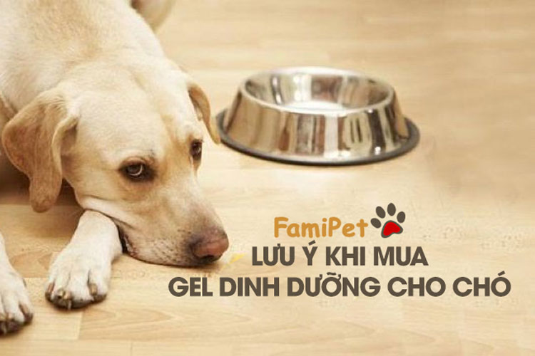 Lưu ý khi mua gel dinh dưỡng cho chó