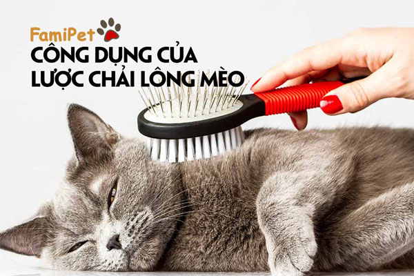 Đã tìm ra lý do thực sự để mua lược chải lông mèo!