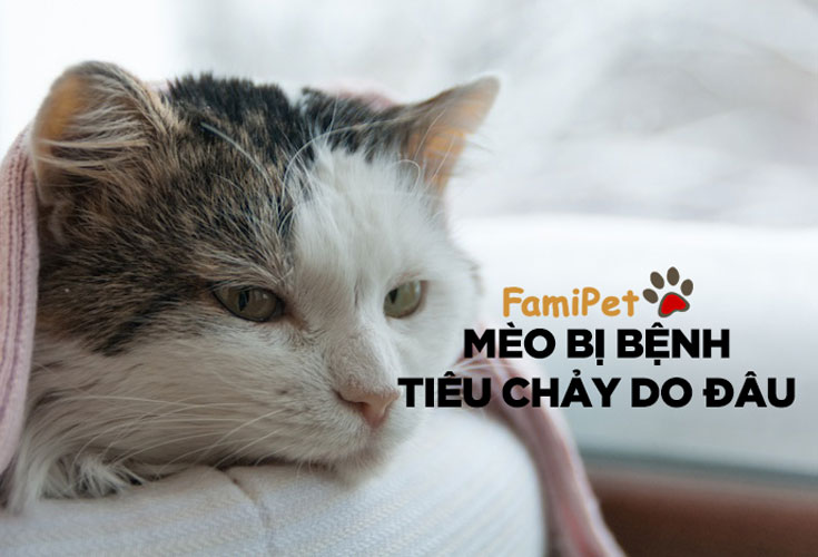 Tại sao mèo bị bệnh tiêu chảy? Cần làm gì trong trường hợp này?