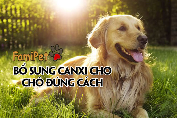 Bật mí những mẹo bổ sung canxi cho chó đúng cách