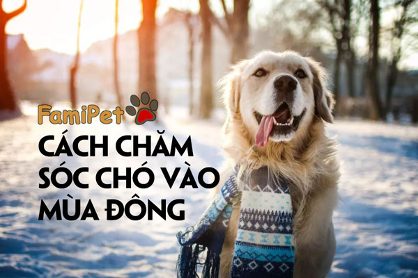 Mẹo chăm sóc chó vào mùa đông bạn phải nhớ