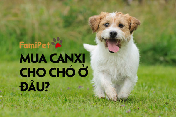 Mua canxi cho chó ở đâu vừa chất lượng vừa tiết kiệm?