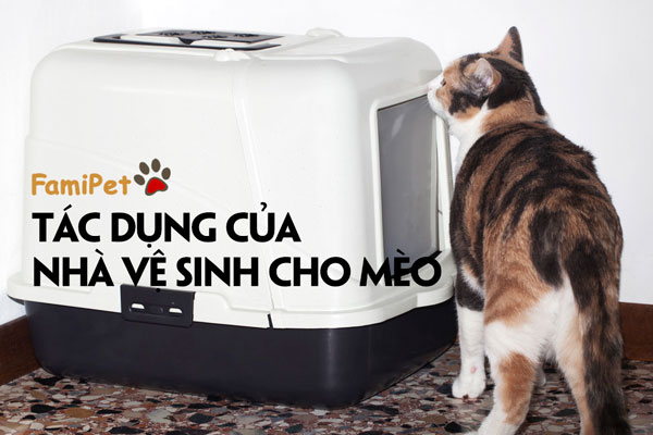 Nhà vệ sinh cho mèo liệu có tốt hơn khay vệ sinh?