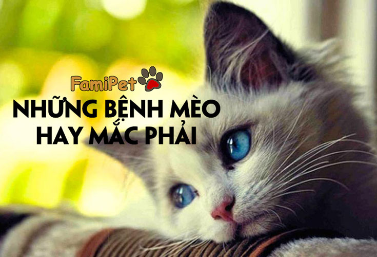 Những bệnh mèo hay mắc phải khiến các 