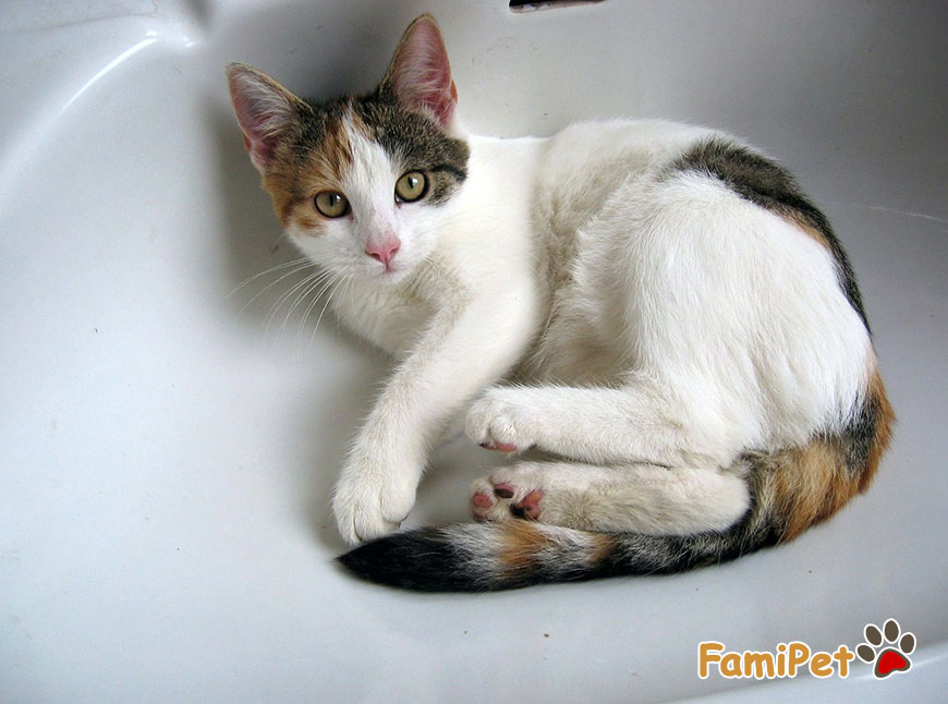 Sữa tắm cho mèo sử dụng như thế nào? Cần lưu ý những gì?