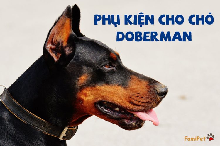 Gợi ý 4 món phụ kiện cho chó Doberman bạn không nên bỏ qua