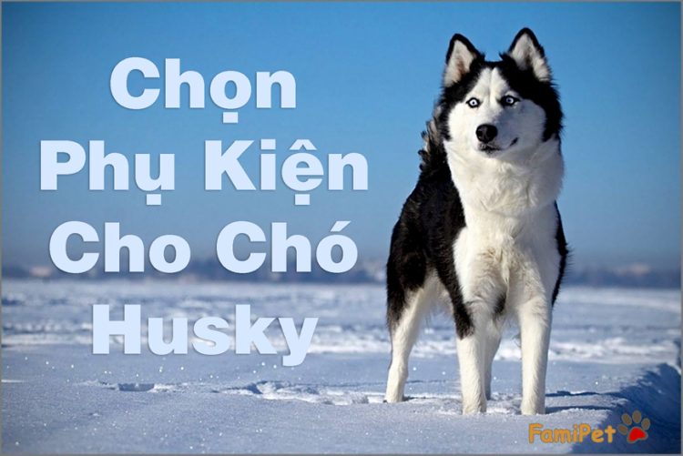 Chọn phụ kiện cho chó Husky chưa bao giờ đơn giản đến thế!