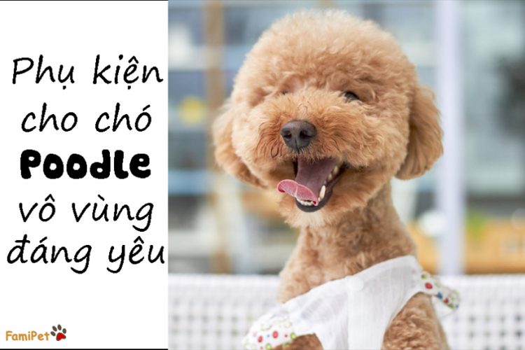 Không thể cầm lòng với 3 món phụ kiện cho chó Poodle vô vùng đáng yêu