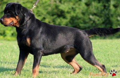 Săn lùng phụ kiện cho chó Rottweiler “CHẤT” nhất 2019